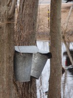 maple_00005 The first ten photos show the process of pulling sap from a tree and making it into syrup. First, a tree is tapped.