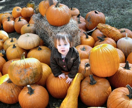 P-F mable pumpkins plenty of pumpkins