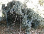 OCO Putting Young Adults On Right PATH For some homeless young adults in Oswego County this makeshift shelter of pine branches is home.