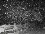 night time snow Nearly a foot of snow fell on Oswego by about 11 p.m. Tuesday.