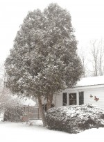 snow march 23__2011 scriba An early spring bout with Old Man Winter decorates a tree and bush with snow in Scriba on Wednesday.