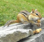 outdoor snack Everyone wanted to get outside and enjoy a snack in the sunshine this spring.