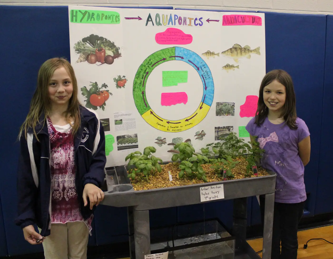 Hydroponics Science Fair Projects