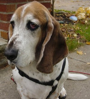 Vinny Losurdo