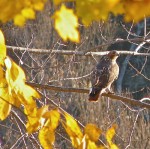 A red tailed hawk enjoys the October sunshine recently. (Photo provided by Dick Drosse)