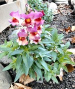 Temperatures were so mild in December in the Port City that these snapdragons continued to bloom as if it were spring time instead the dead of winter.