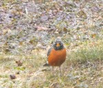 This robin felt right at home in Wednesday's record-setting high temperatures.