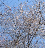 The Serviceberry trees are blossoming at Great Bear.