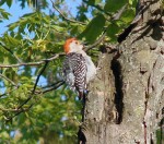 A Red Bellied Woodpecker enjoys the warm sunshine in May