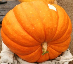pumpkin